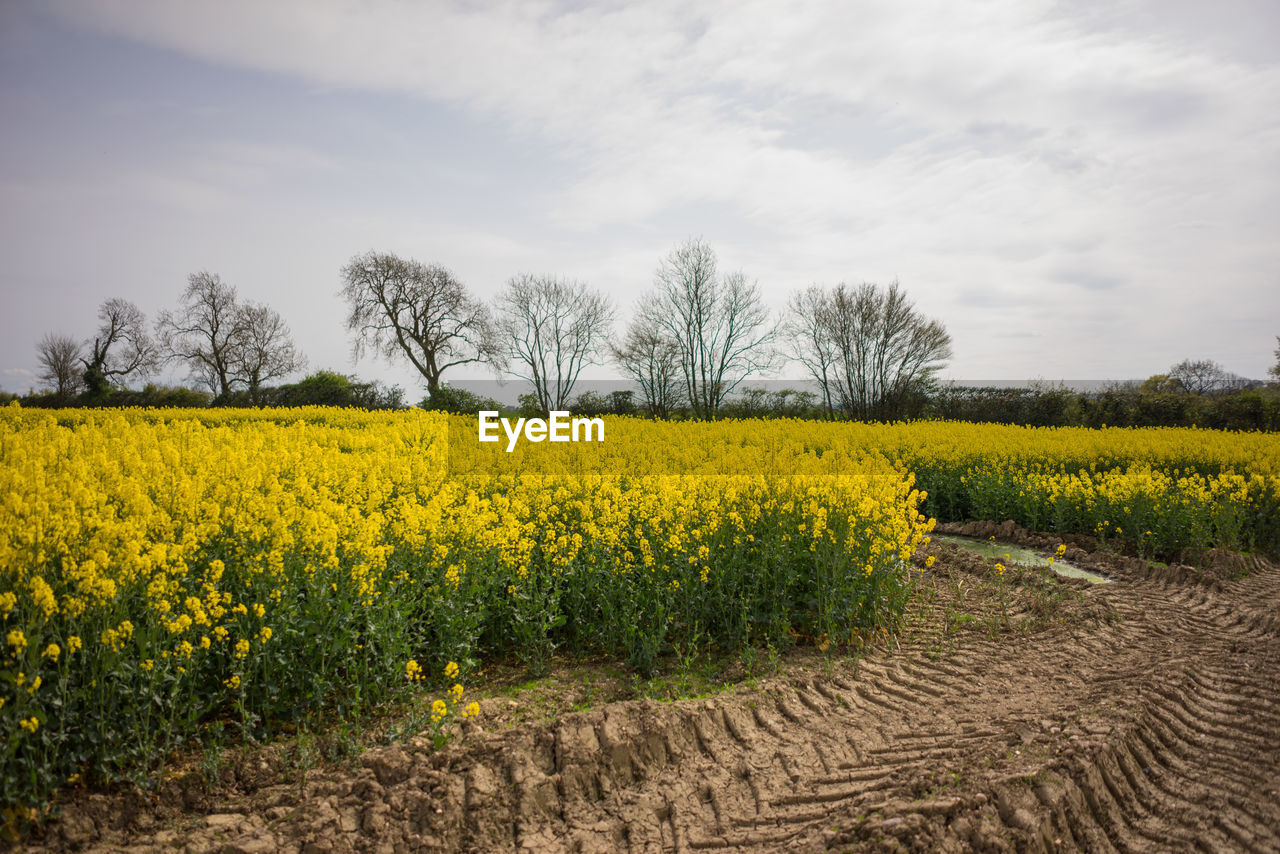 VIEW OF OILSEED RAPE FIELD