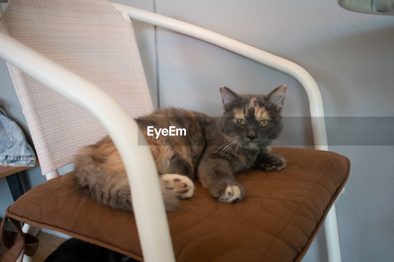 PORTRAIT OF CAT SITTING ON CHAIR IN A ROOM
