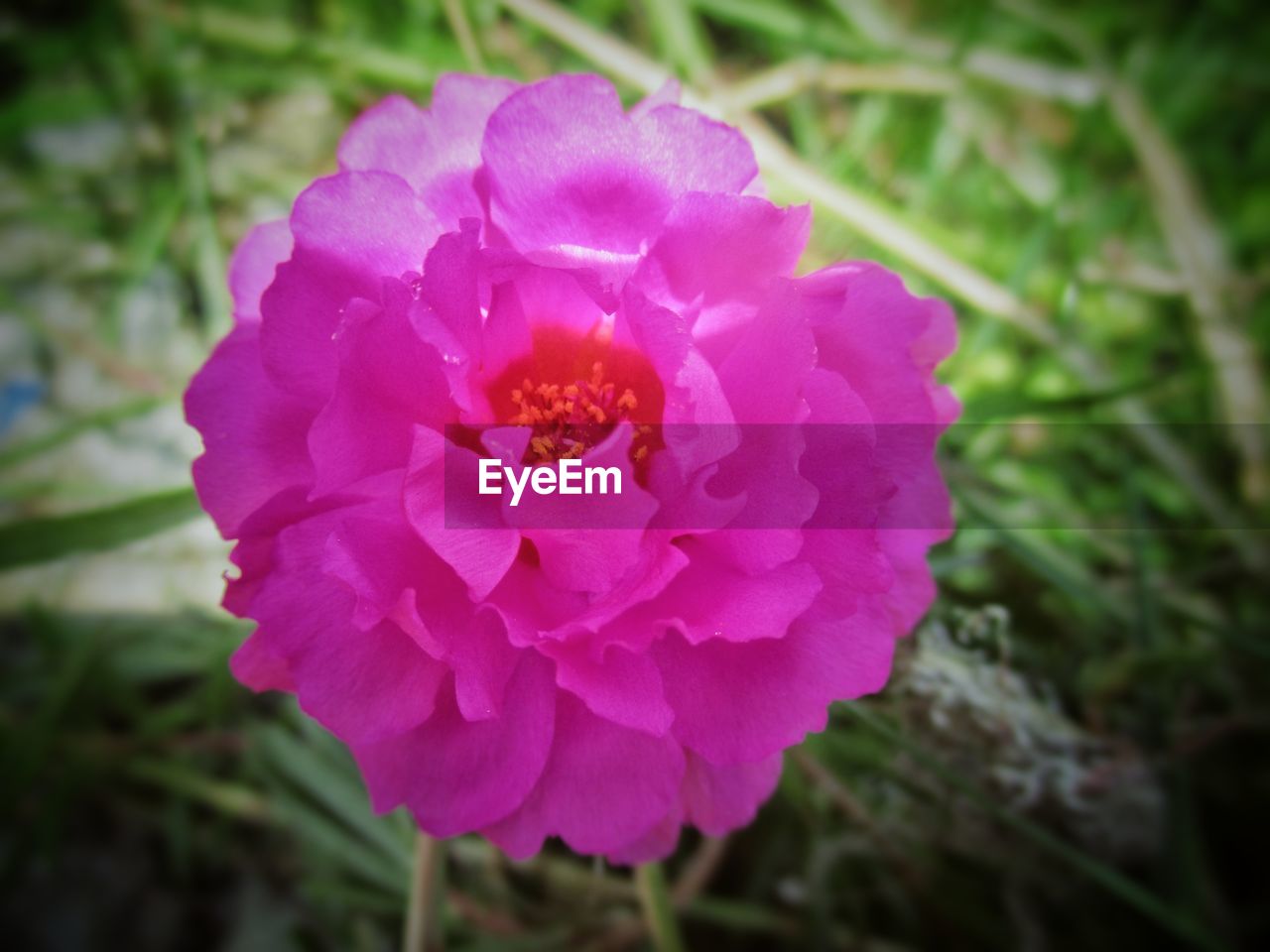 CLOSE-UP OF PINK FLOWER BLOOMING OUTDOORS