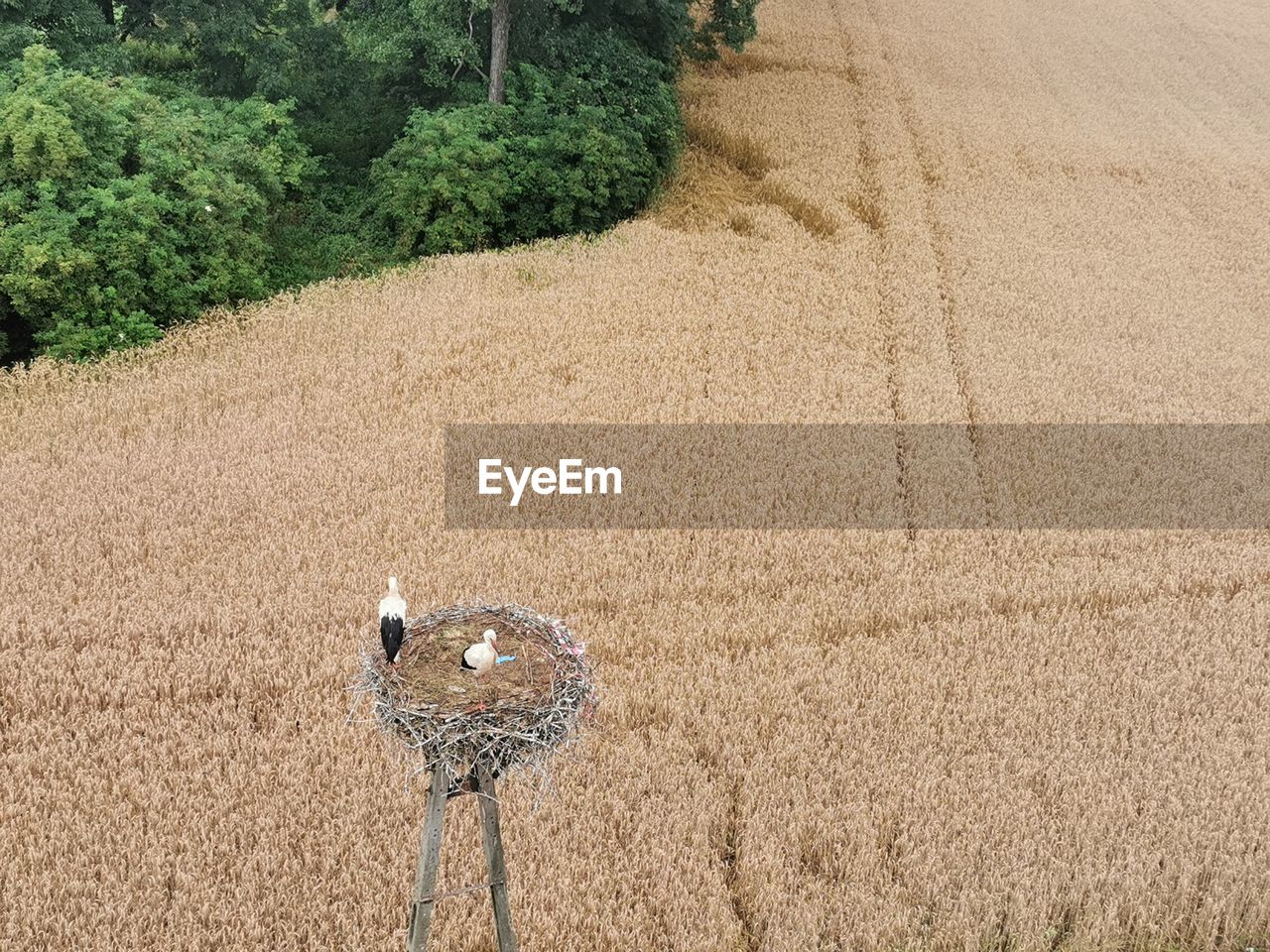 HIGH ANGLE VIEW OF A BIRD ON LAND