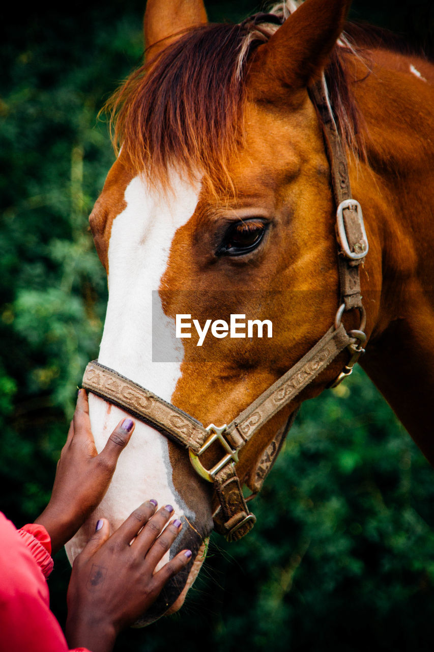 Cropped image of woman touching horse