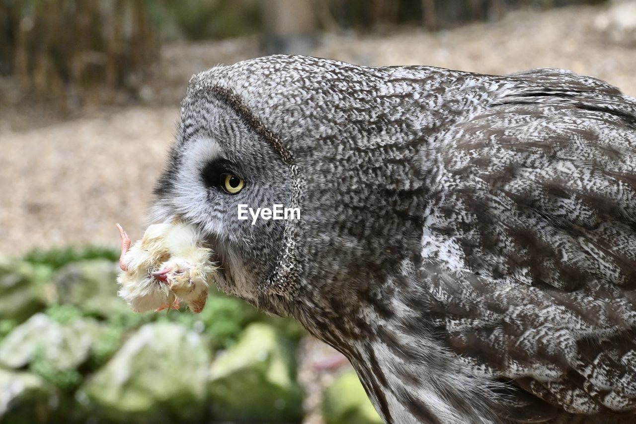 animal themes, animal, one animal, bird, animal wildlife, wildlife, beak, bird of prey, close-up, animal body part, owl, focus on foreground, falcon, nature, animal head, no people, portrait, head, great grey owl, day, outdoors