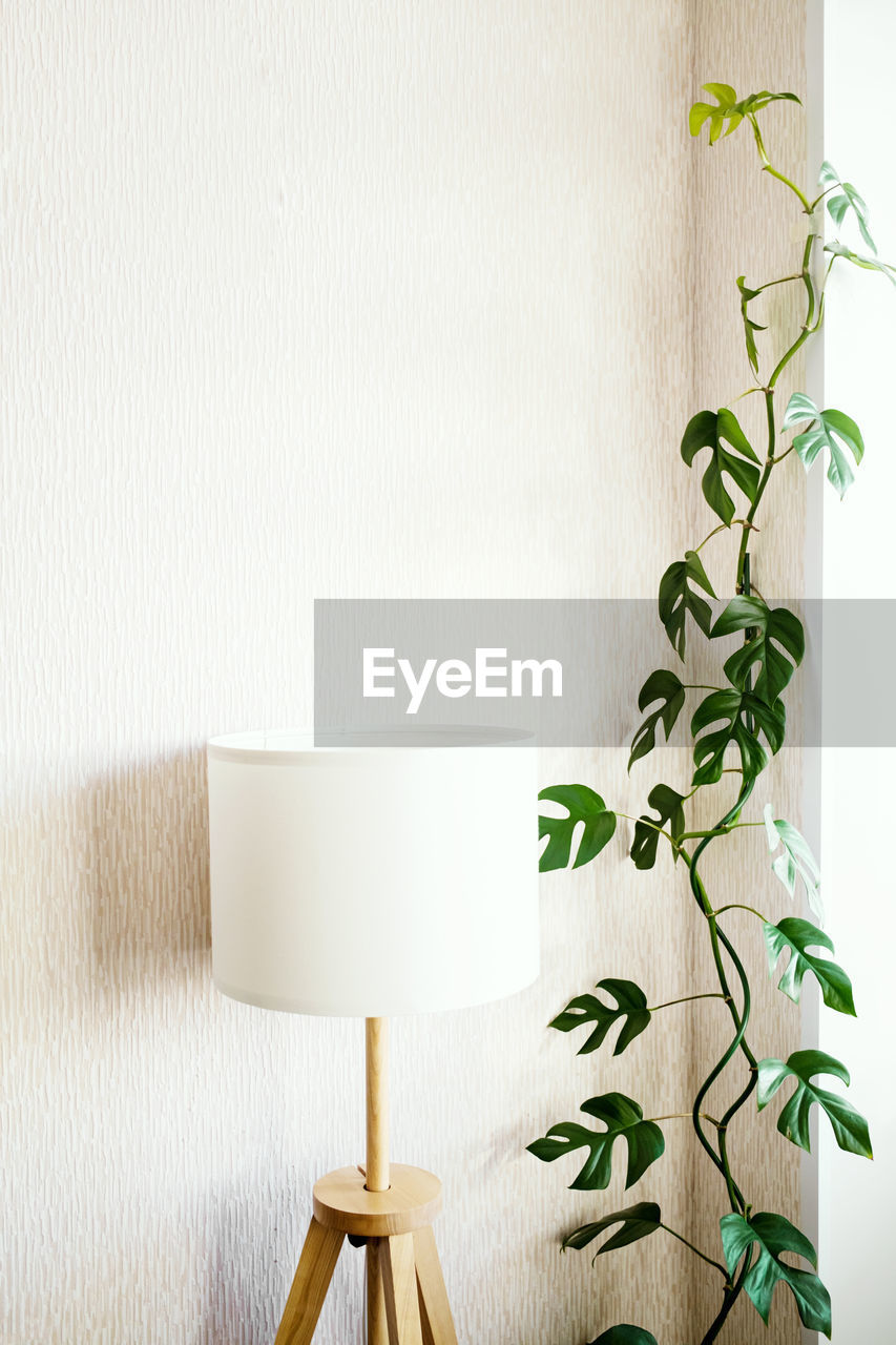 Liana rhaphidophora tetrasperma or monstera minima stands next to a stylish lamp 