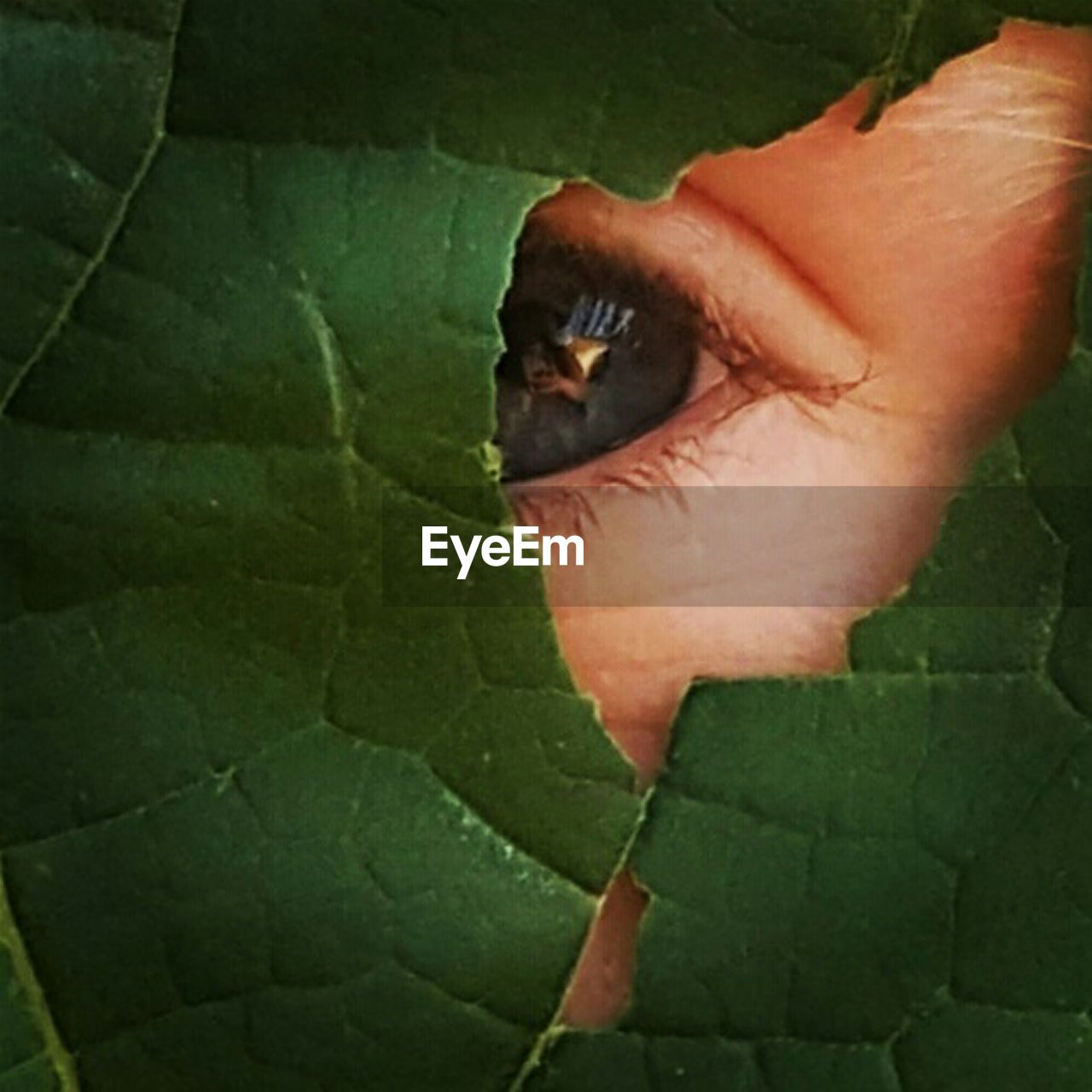 CLOSE-UP OF CAT ON PLANT