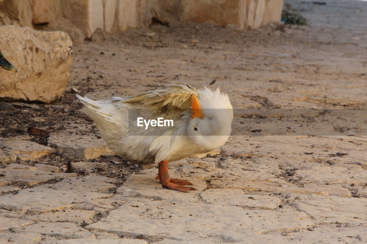 VIEW OF DUCK ON FIELD