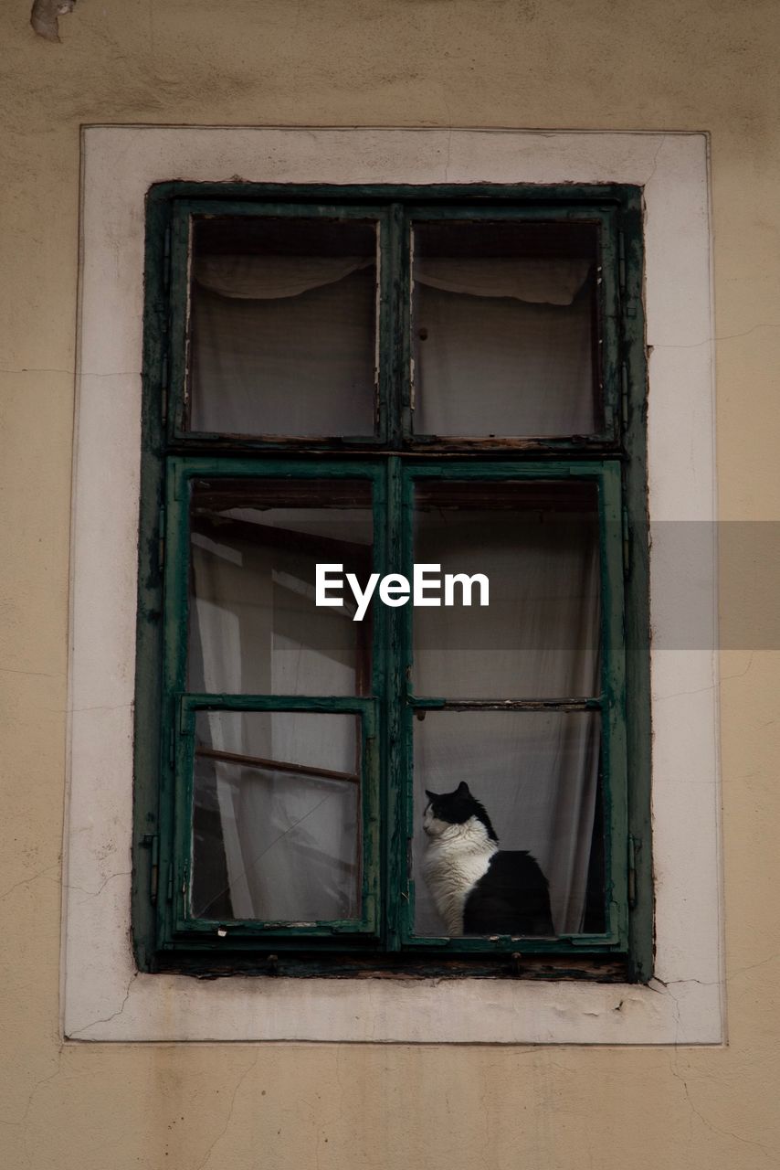 CAT SITTING BY WINDOW IN BUILDING