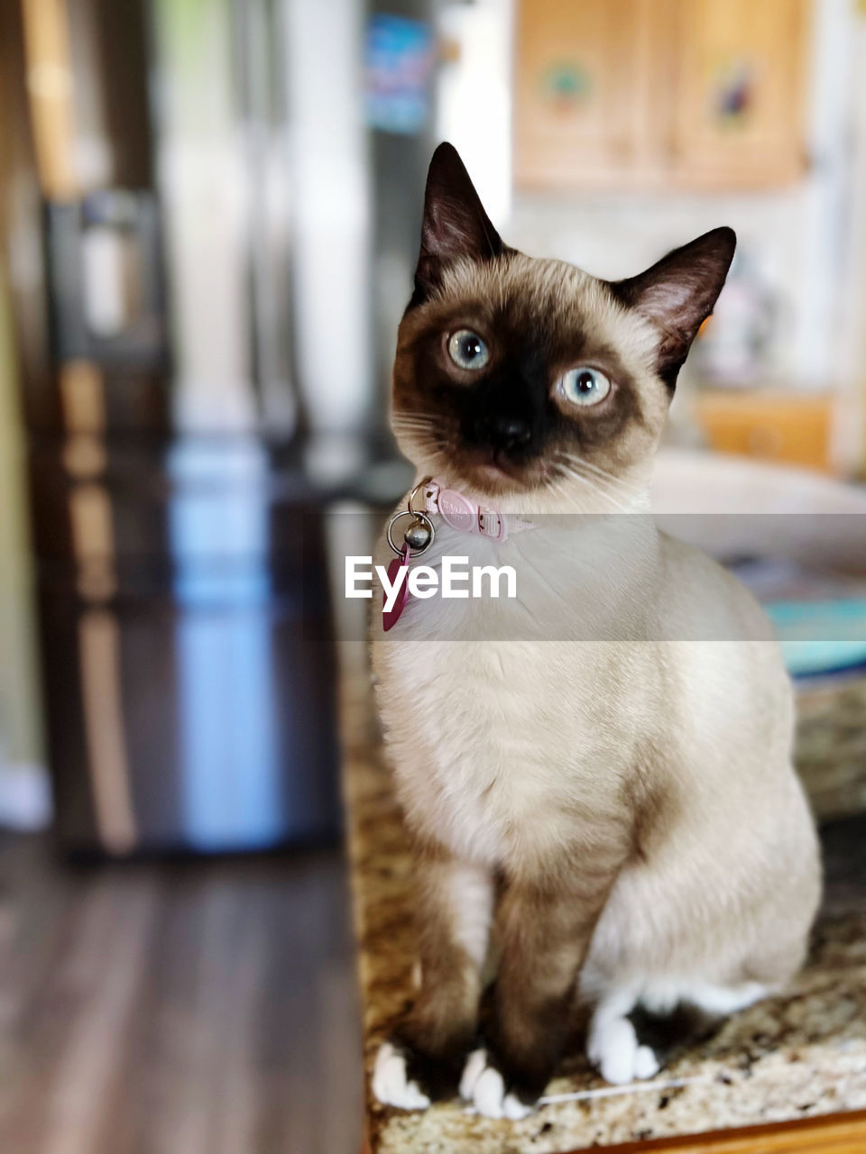 pet, cat, domestic animals, animal themes, animal, mammal, one animal, domestic cat, whiskers, feline, small to medium-sized cats, felidae, siamese, sitting, portrait, looking at camera, tonkinese, indoors, thai, no people, cute, focus on foreground, looking, animal hair, young animal, eye, kitten