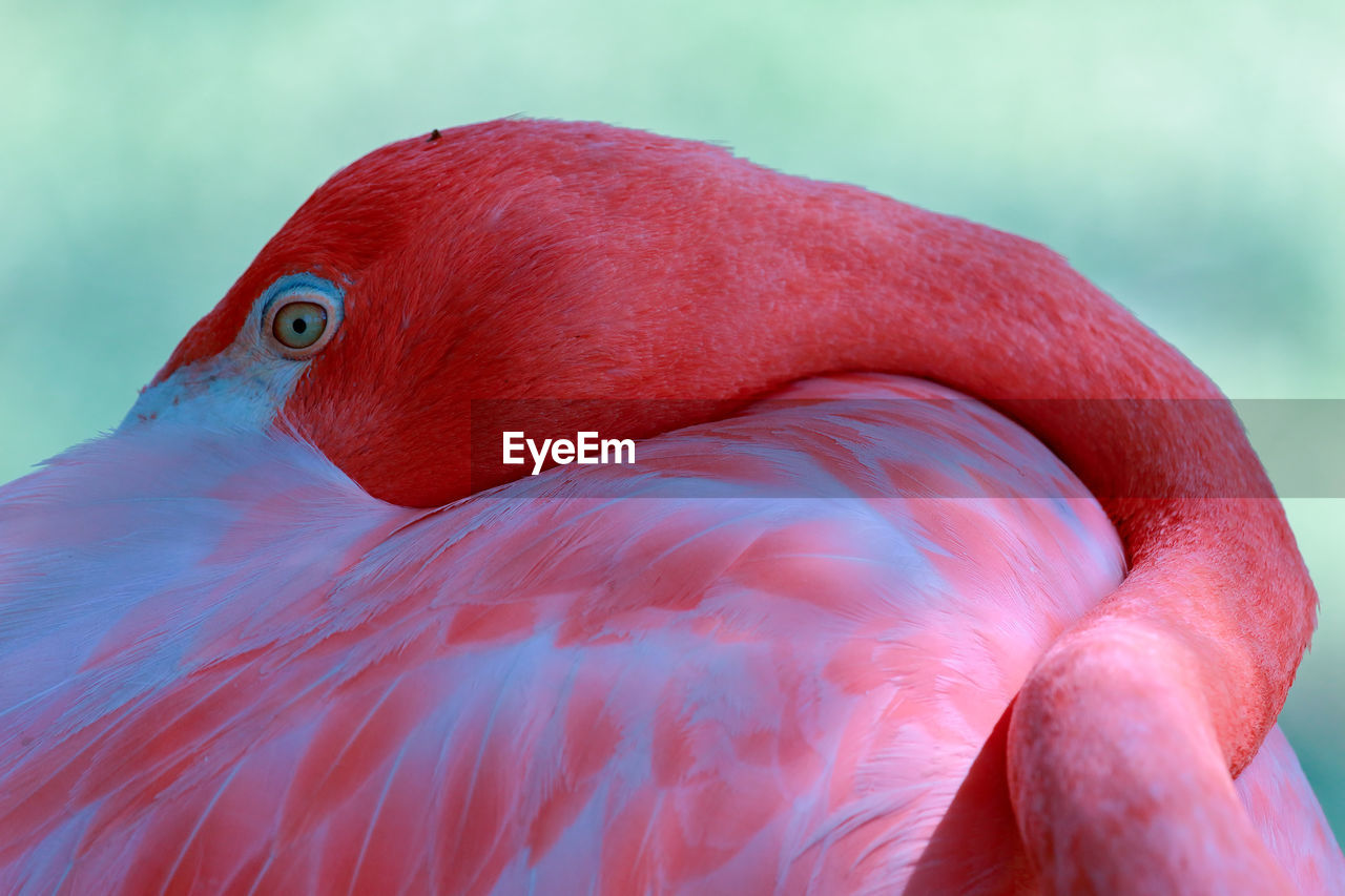 Close-up of flamingo resting outdoors
