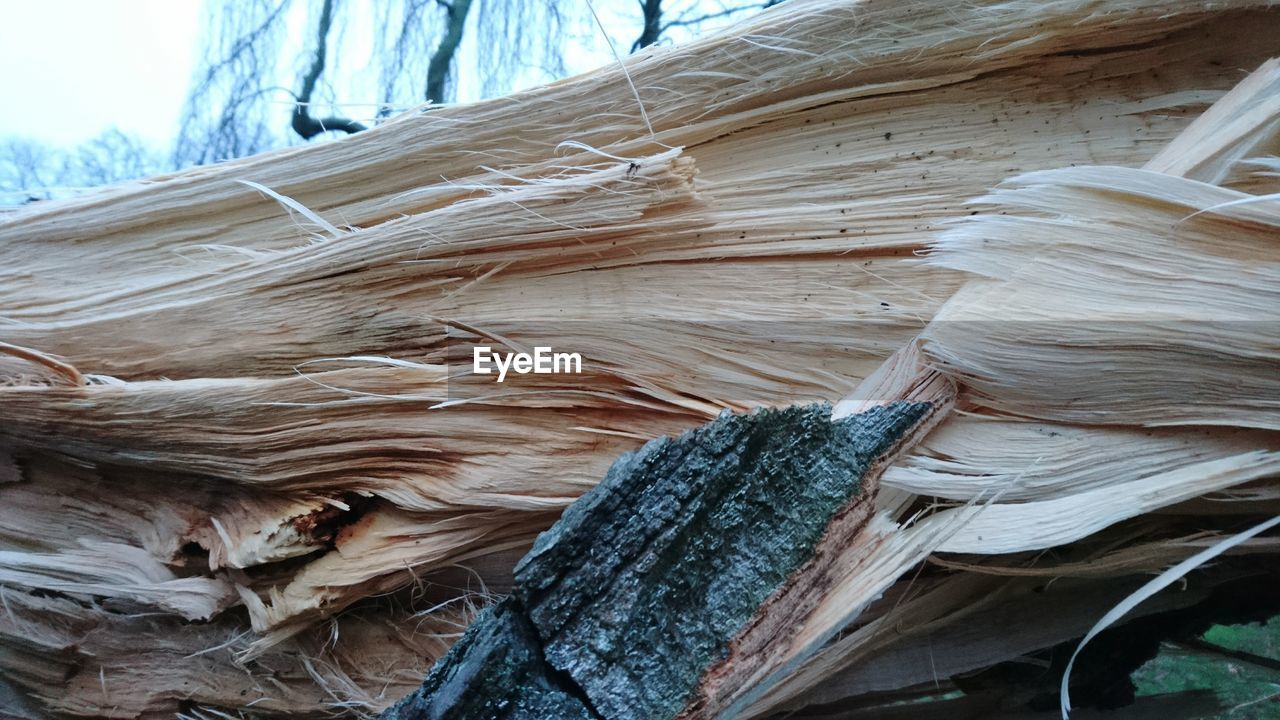 VIEW OF TREE TRUNK