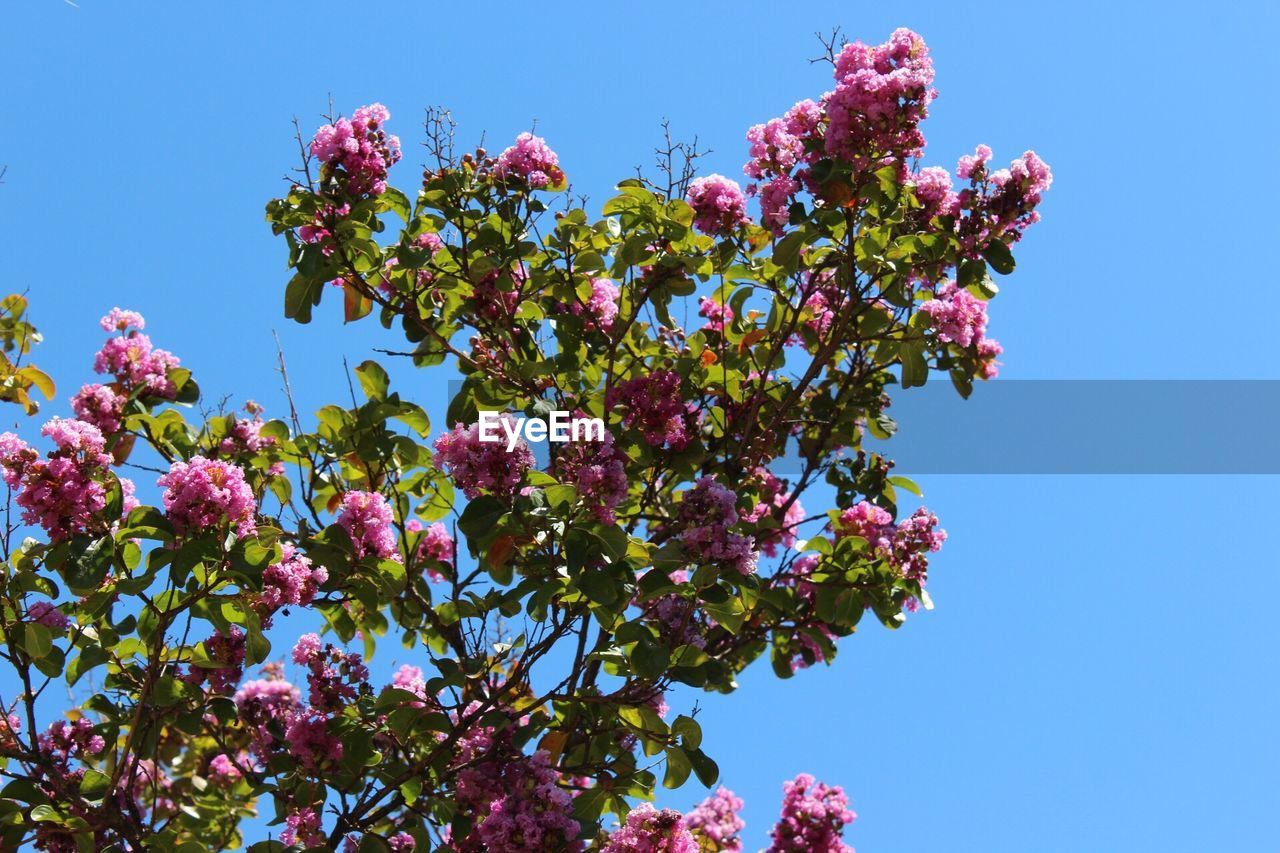 Low angle view of pink flowers blooming against clear blue sky