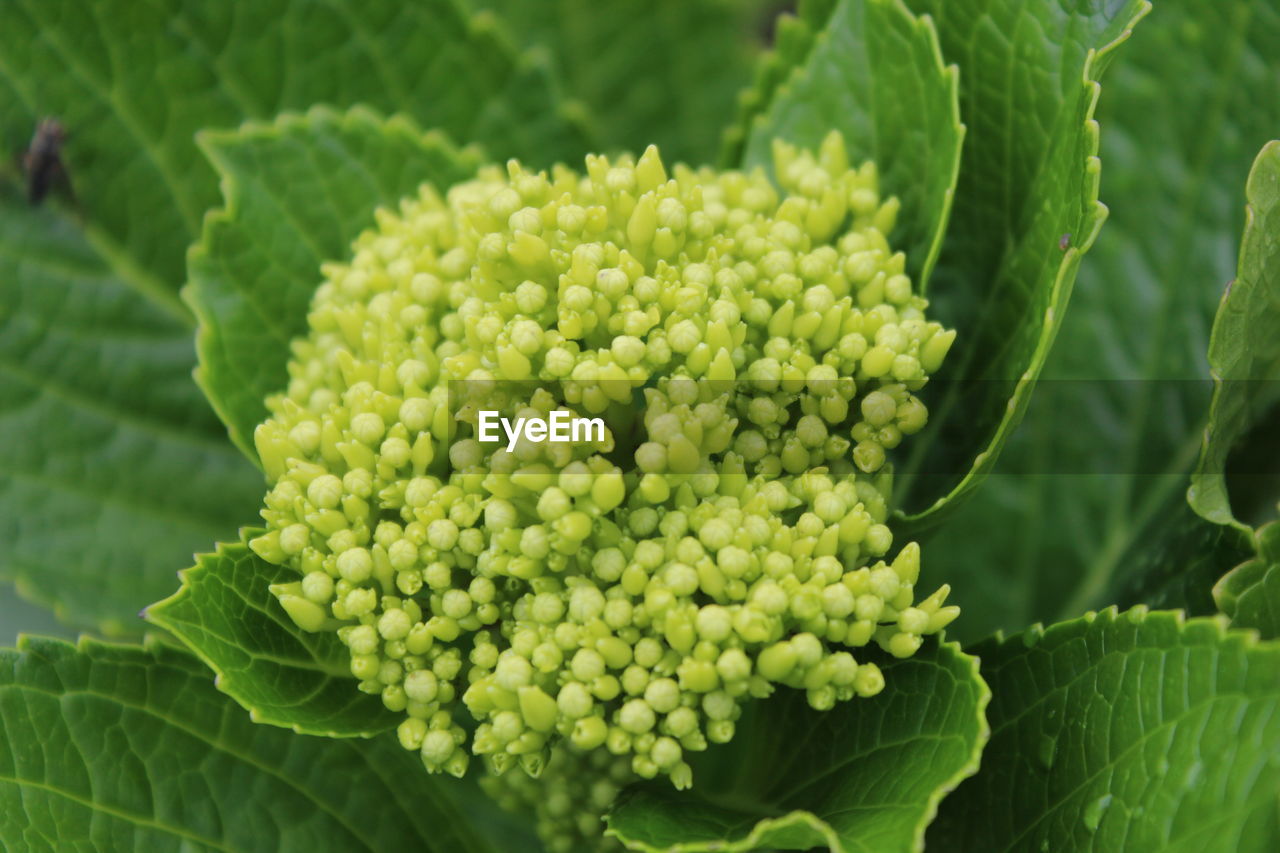 Close-up of fresh green plant growing outdoors