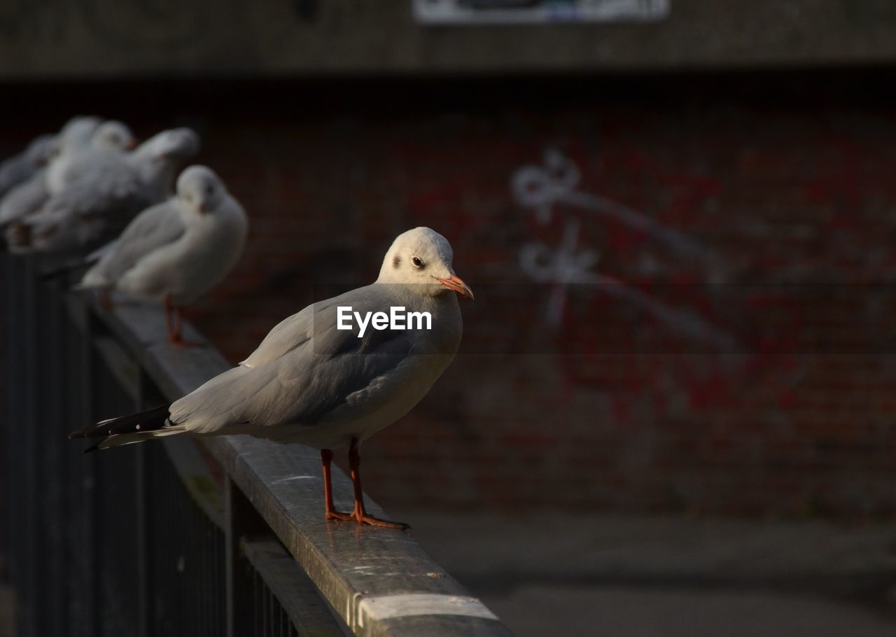 Close-up of birds perching on railing