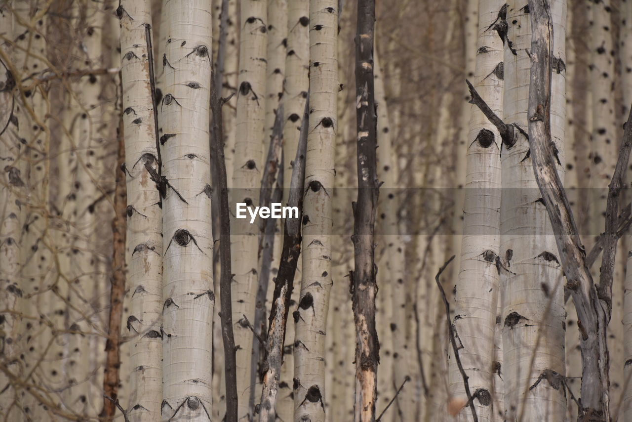 Full frame shot of tree trunk in forest