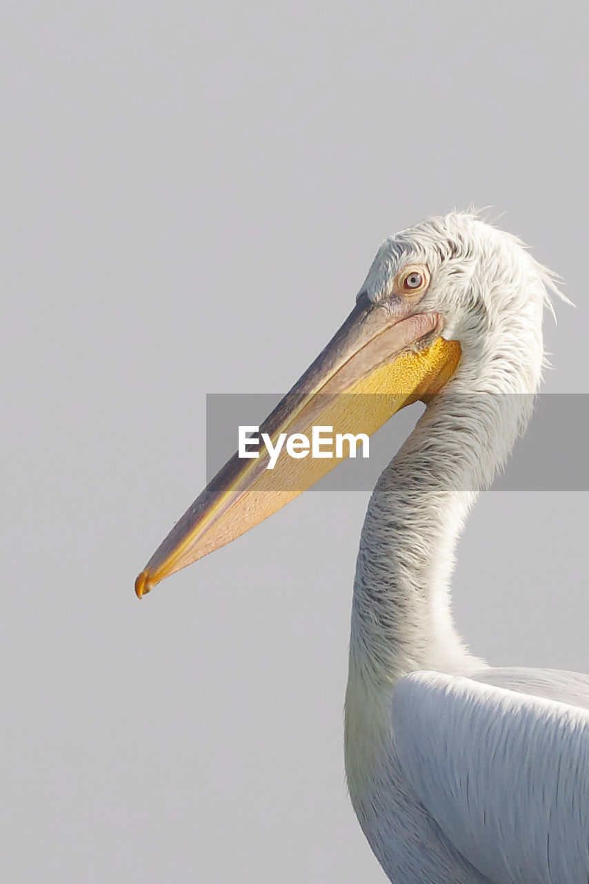 Close-up of pelican against white background