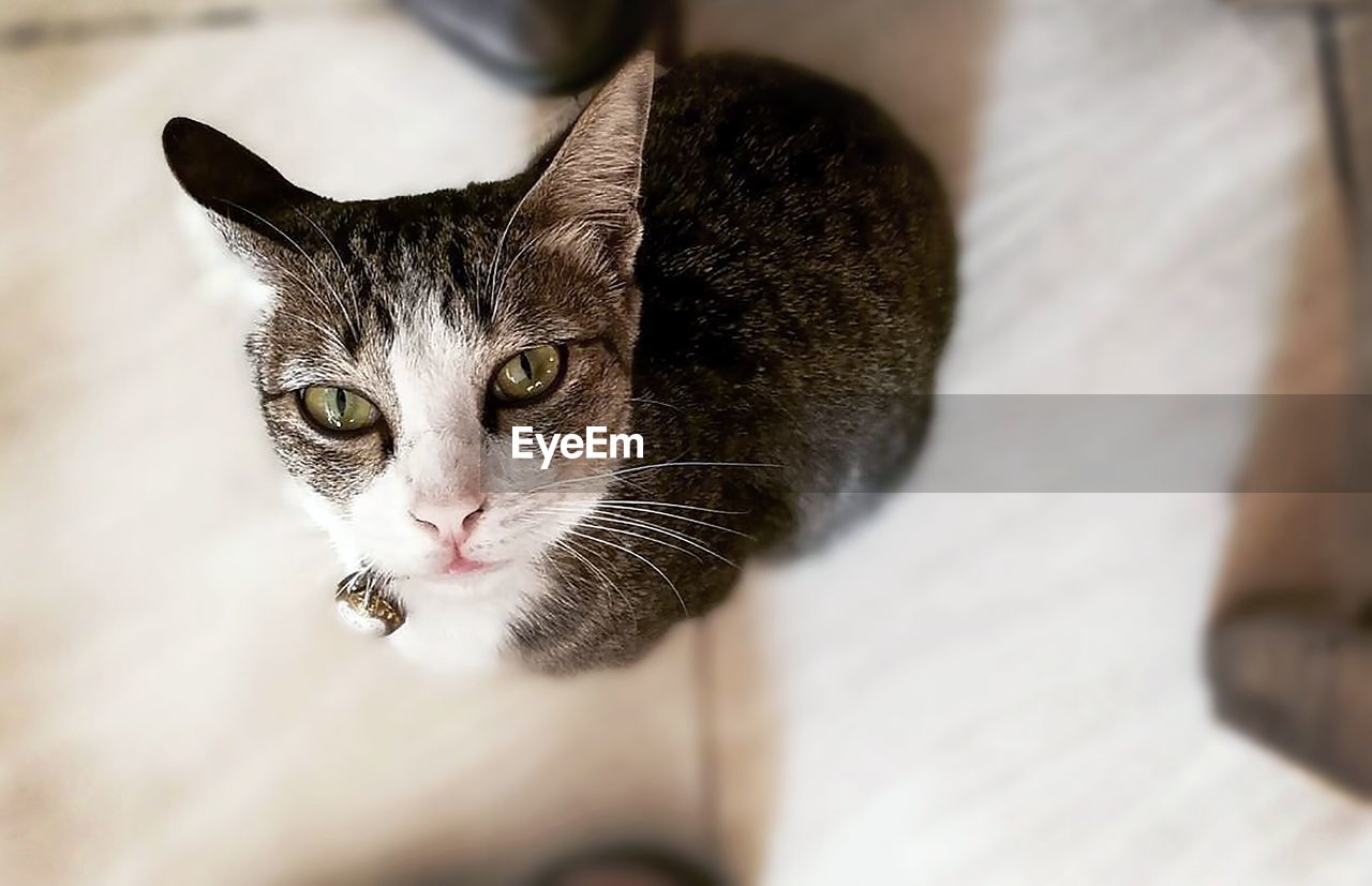 Close-up portrait of cat at home