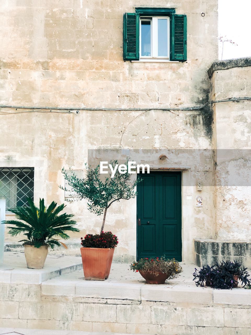 Potted plants on wall of building