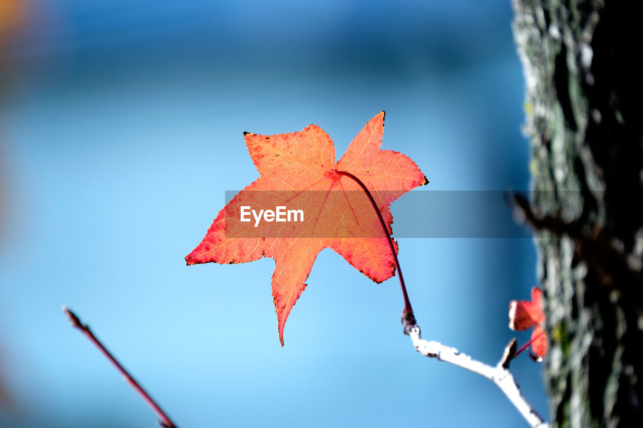 Close-up of maple leaf on tree against sky