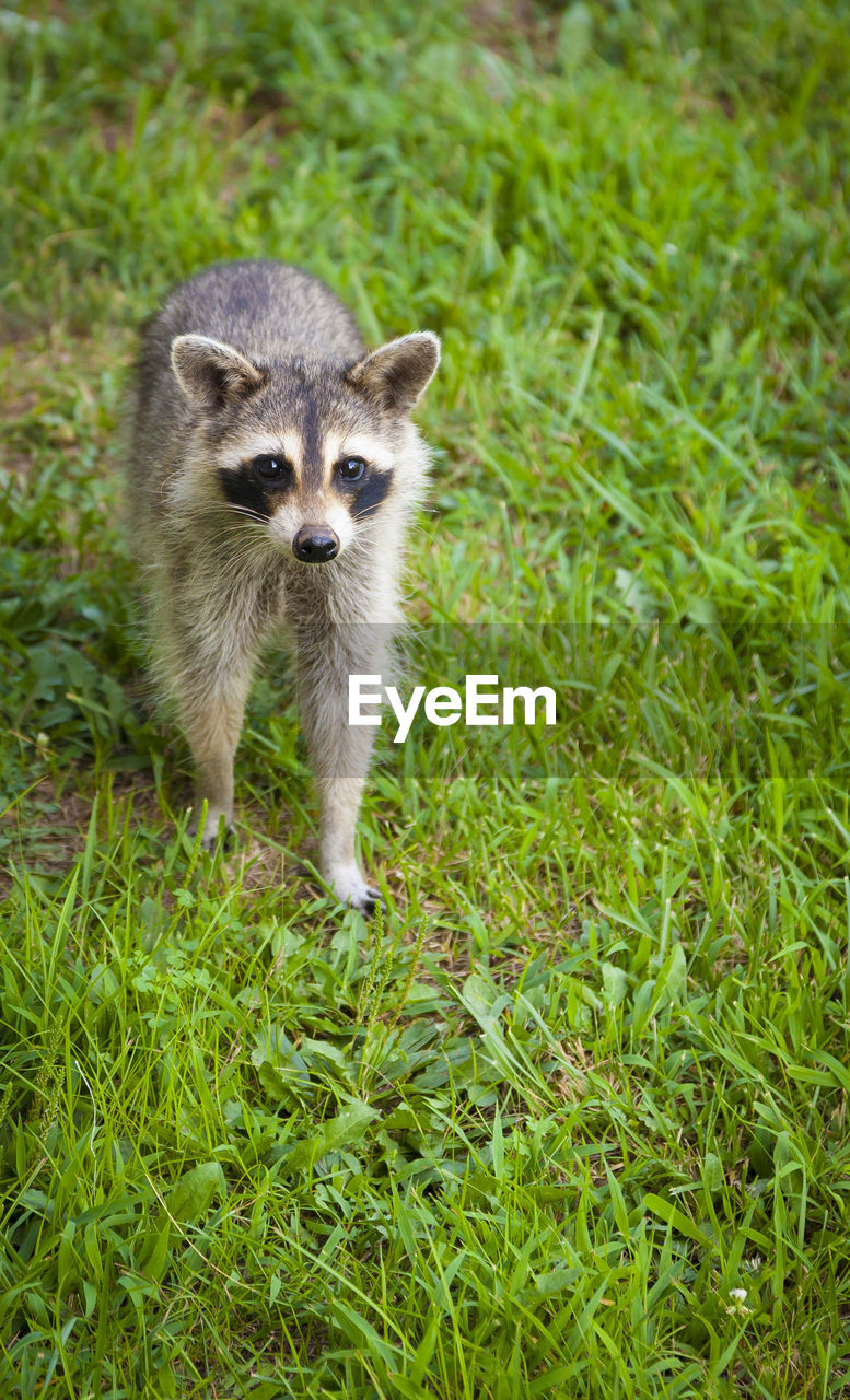 Young raccoon looking for food.