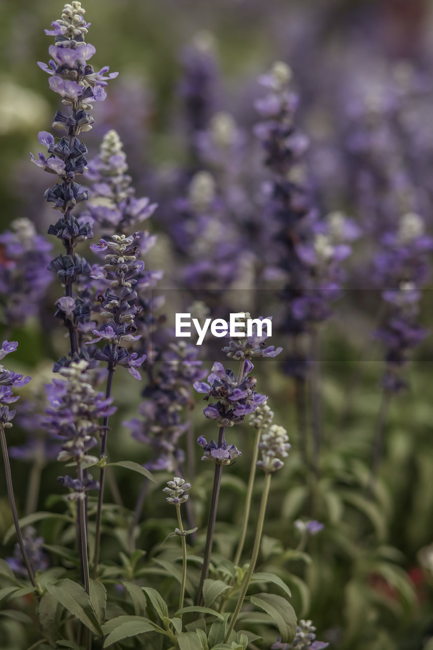 Mealycup sage. multiple lavender blooms . frontal close up