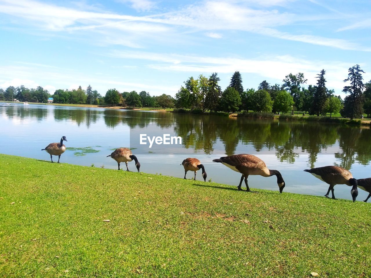 FLOCK OF SHEEP IN LAKE