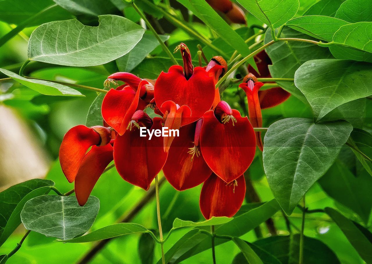 Close-up of red flowers