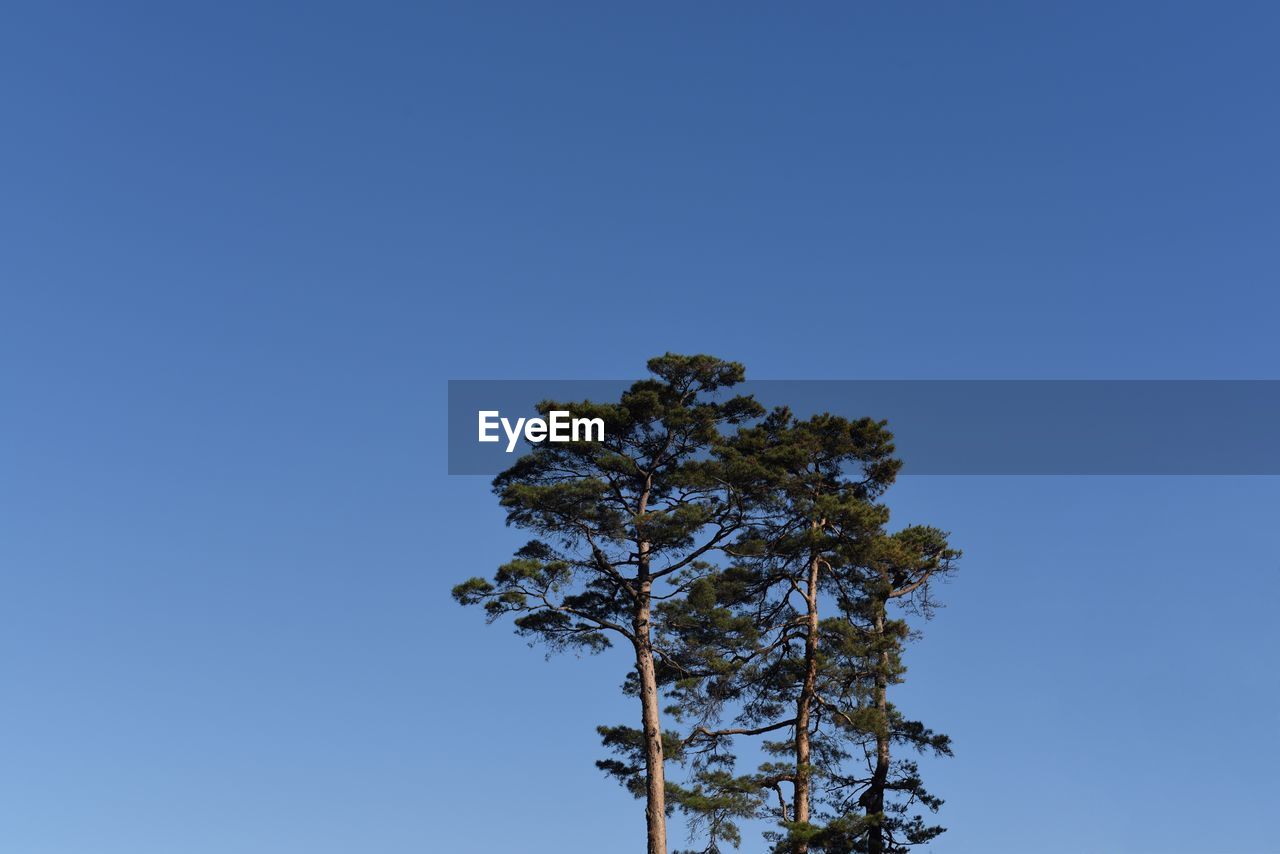 LOW ANGLE VIEW OF TREE AGAINST BLUE SKY