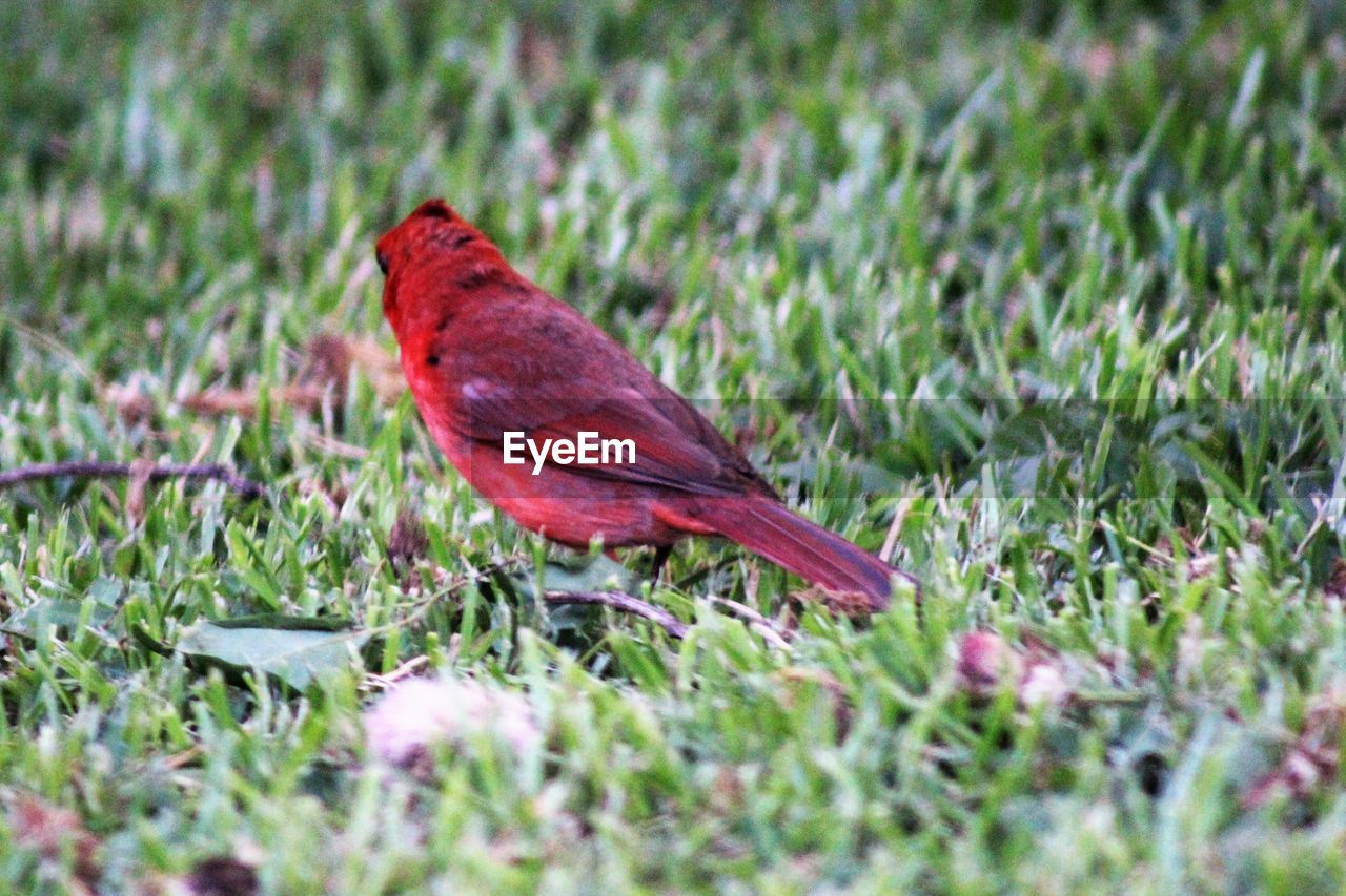 CLOSE-UP OF RED PERCHING ON GRASS