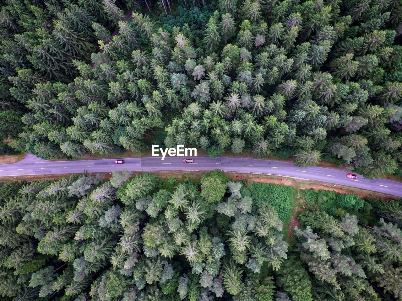 High angle view of pine trees in forest