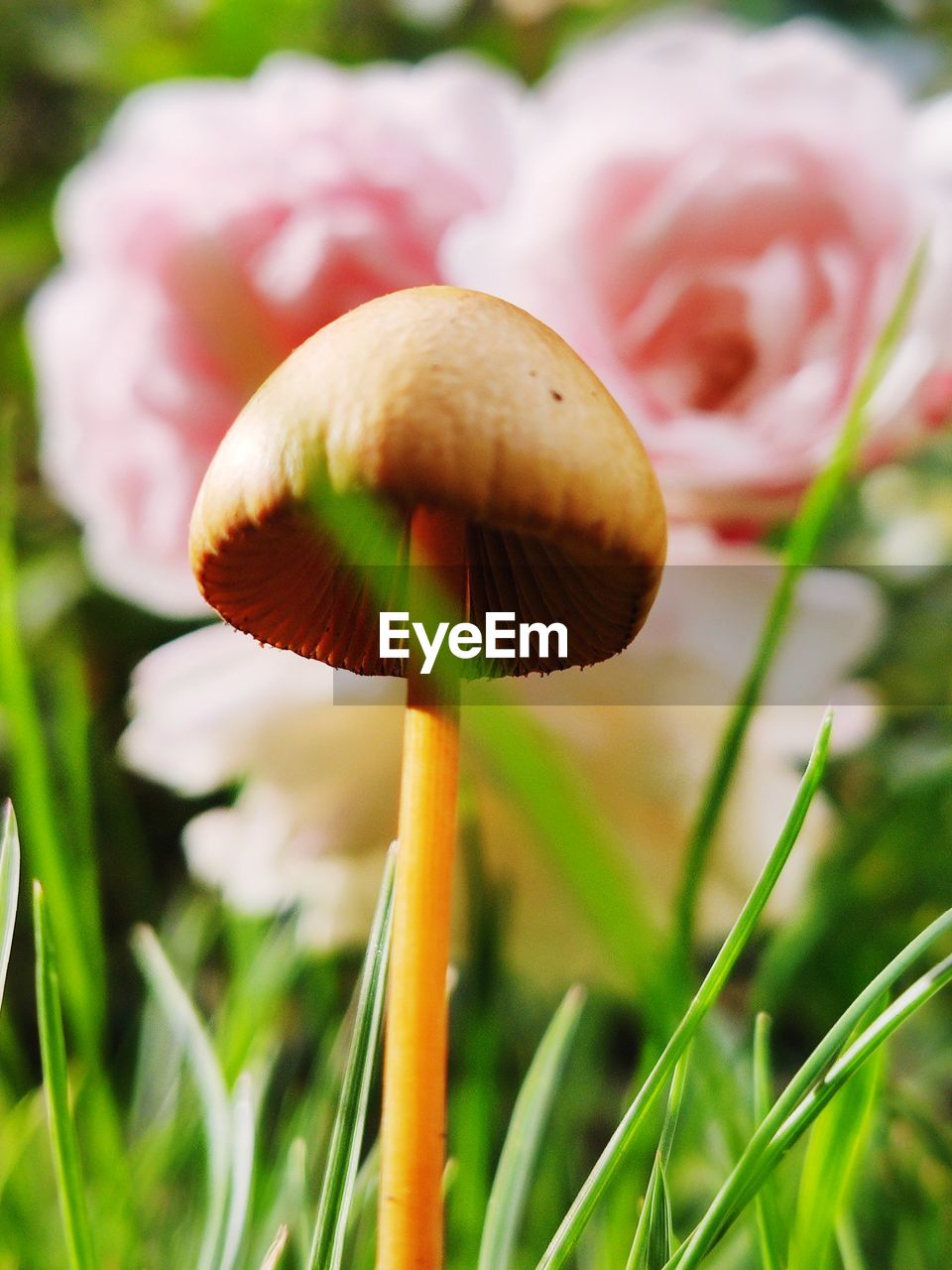 Close-up of mushroom growing on field