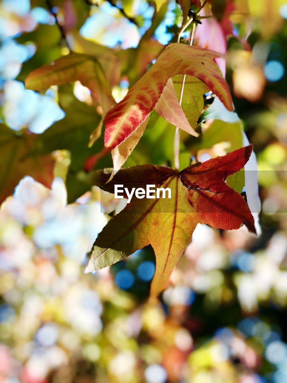 Close-up of maple leaves on tree