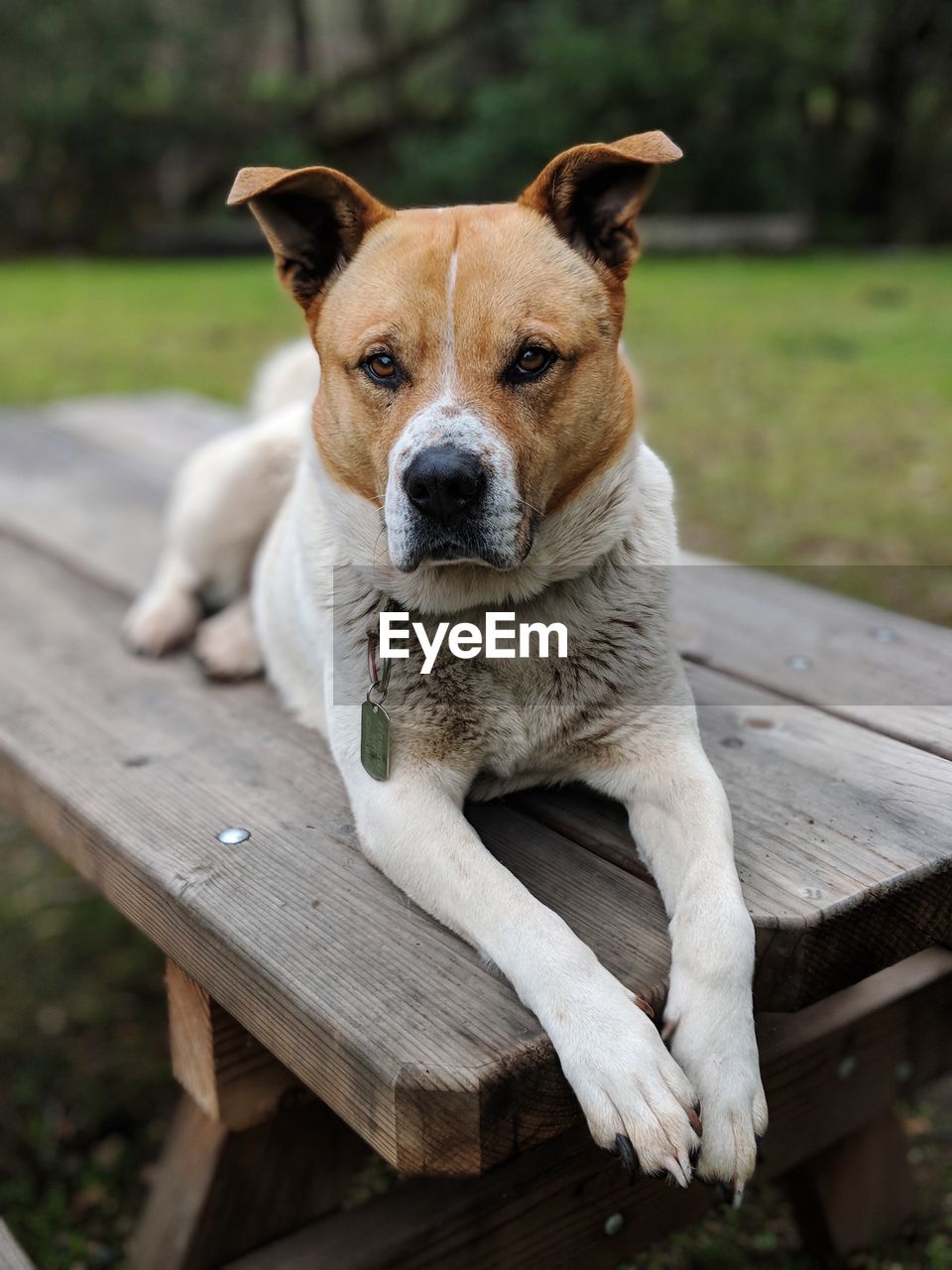 Portrait of dog sitting on wood