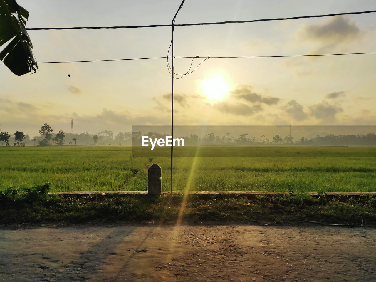 Sunny morning in the rice field, bright sunlight