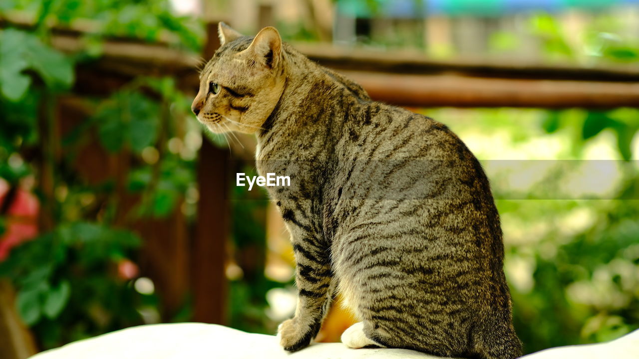 CLOSE-UP OF A CAT LOOKING AWAY OUTDOORS