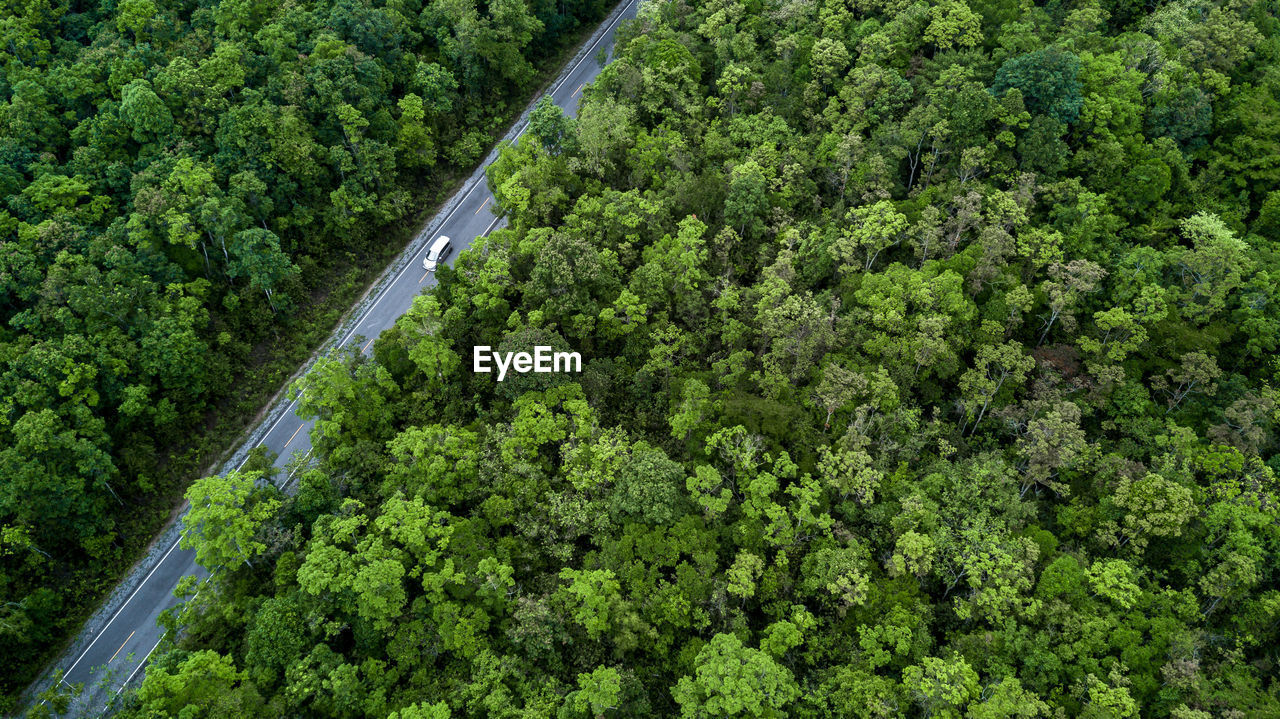 High angle view of road amidst trees in forest