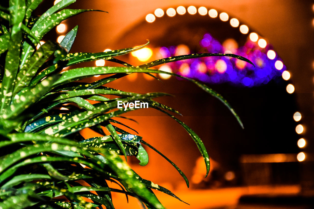 Close-up of illuminated plants at night