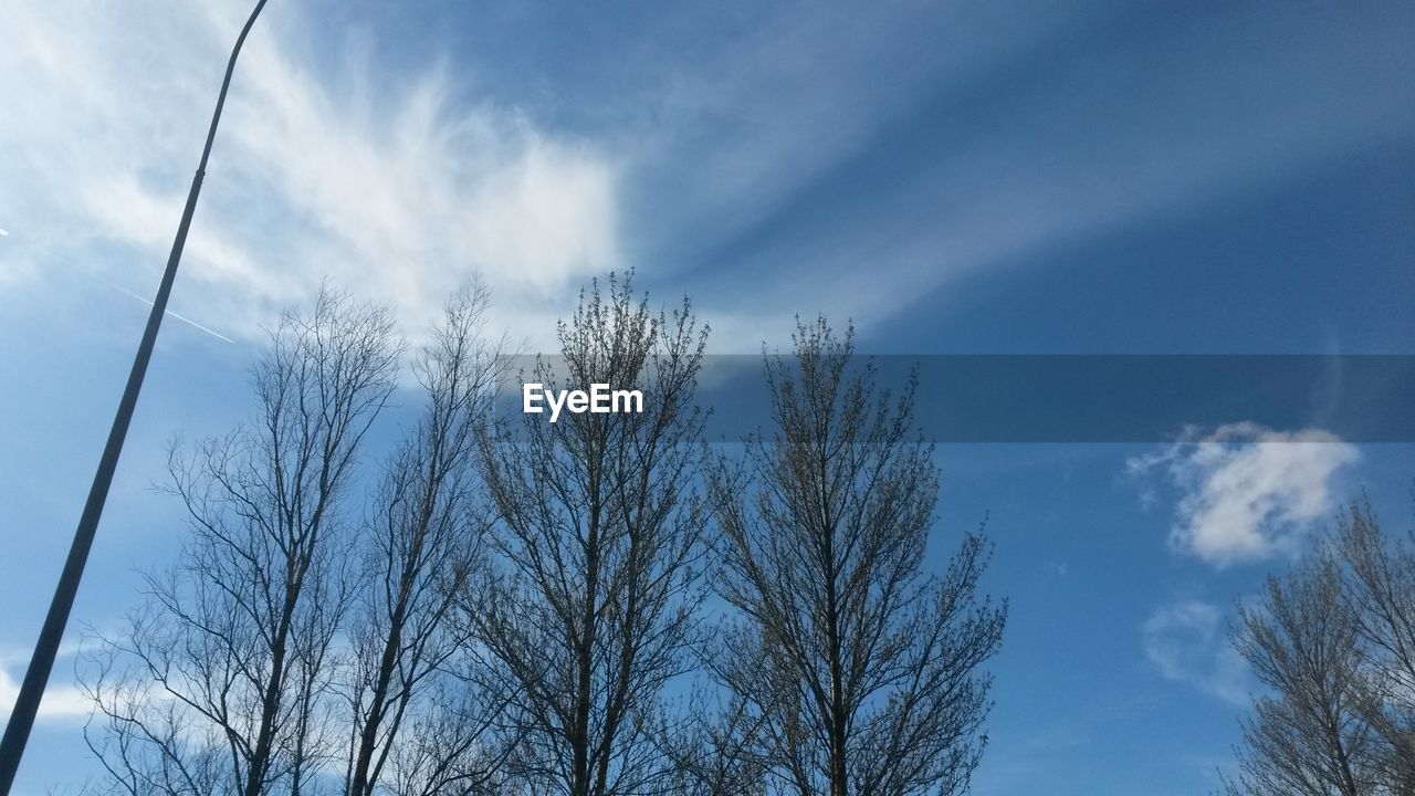 LOW ANGLE VIEW OF TREES AGAINST CLOUDY SKY