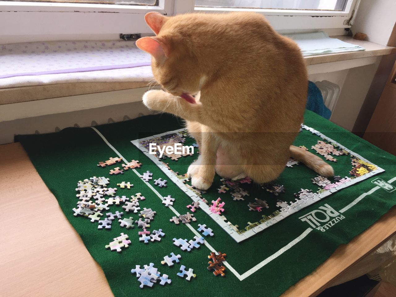 HIGH ANGLE VIEW OF CAT PLAYING IN TABLE