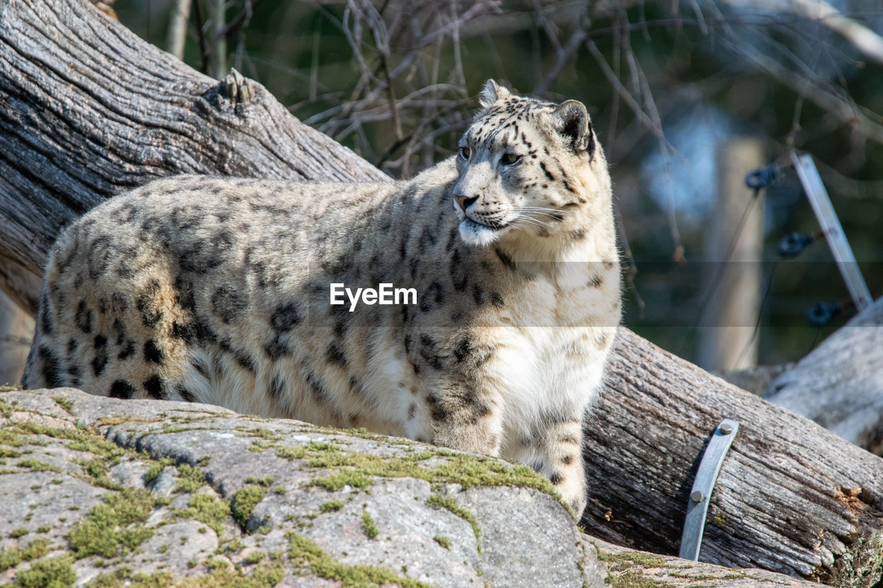 View of snow leopard 