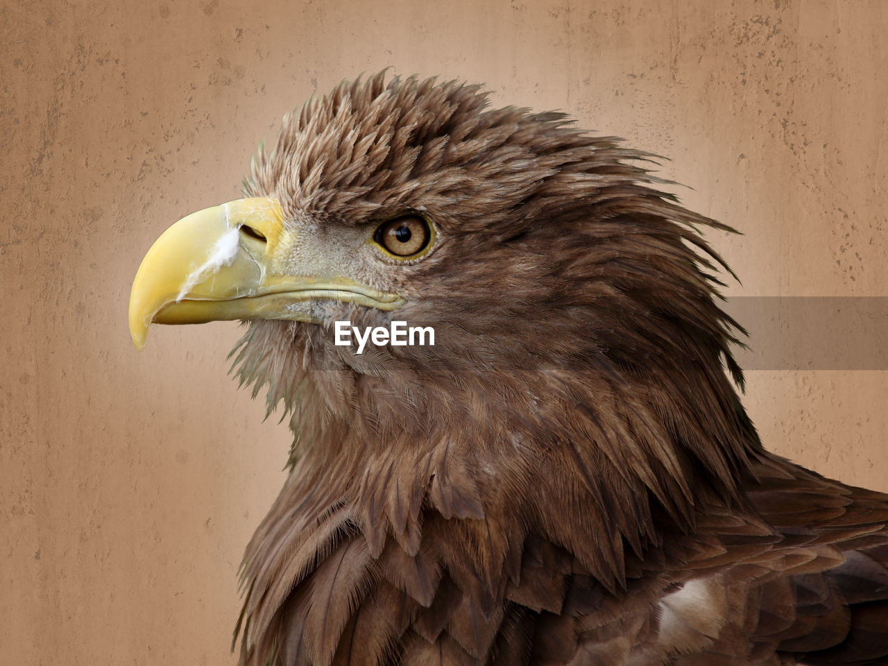 Close-up of eagle against wall