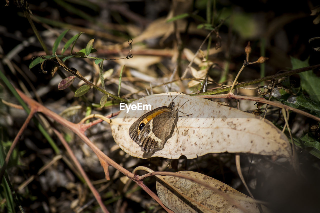 CLOSE-UP OF BUTTERFLY ON GRASS