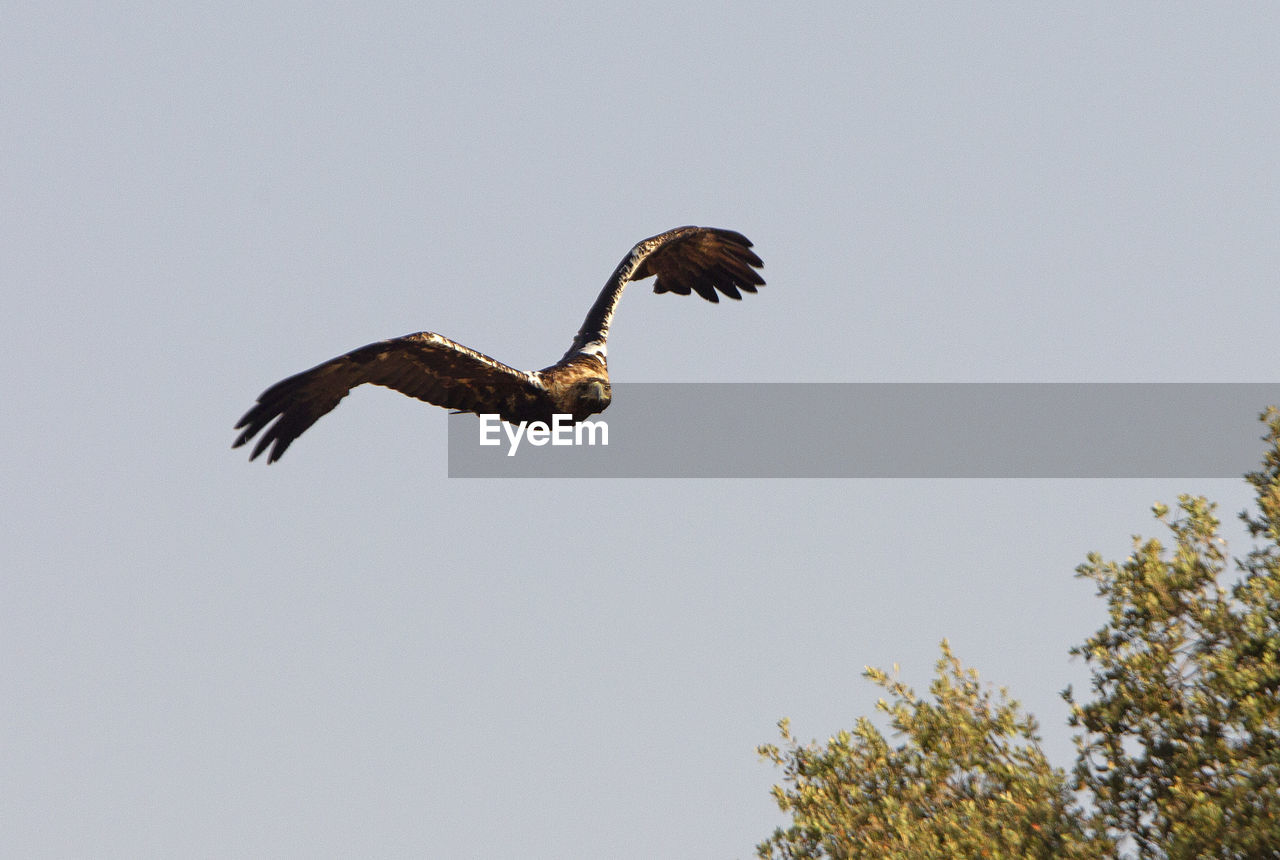 LOW ANGLE VIEW OF EAGLE AGAINST SKY