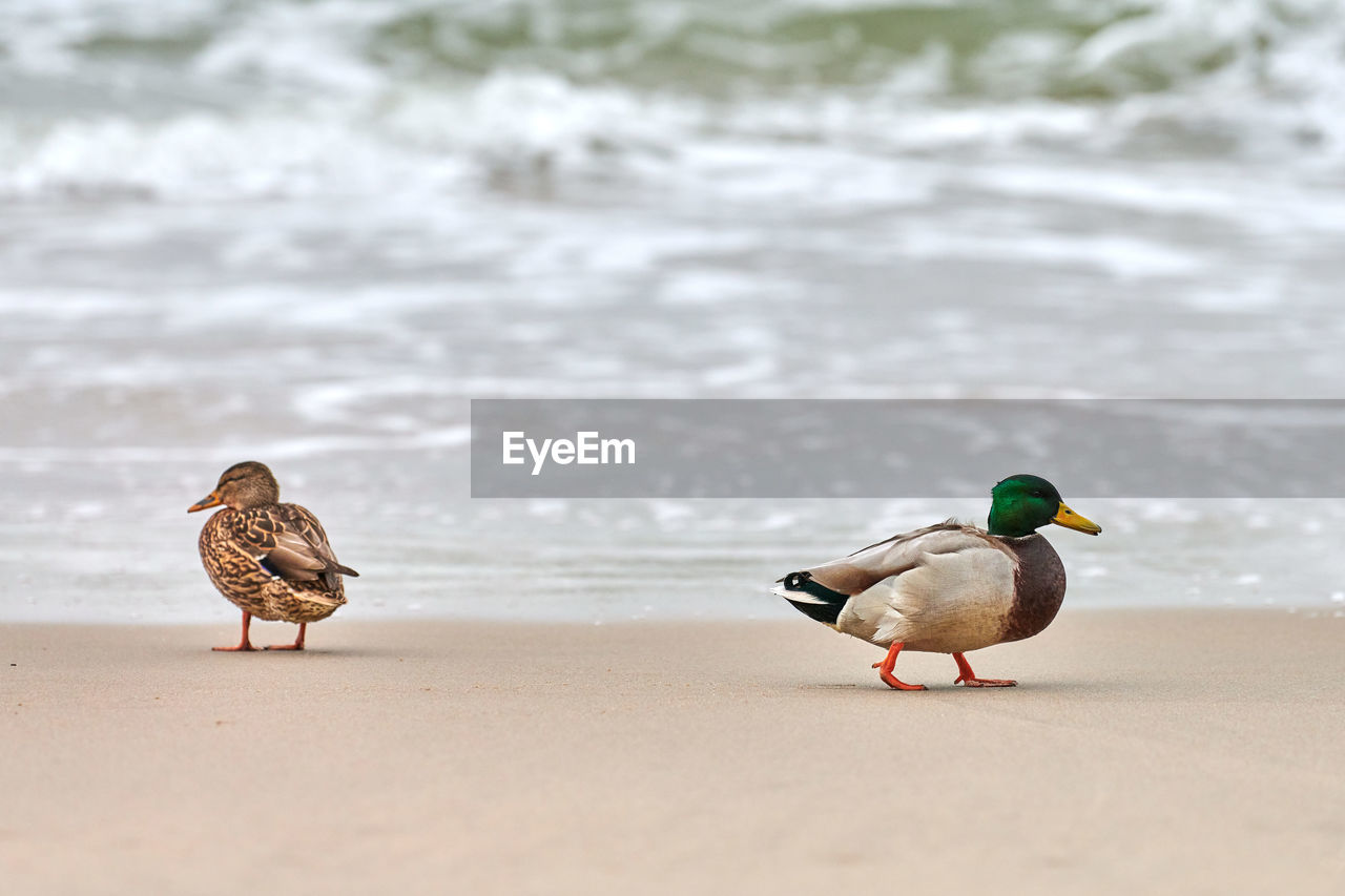 BIRDS ON BEACH