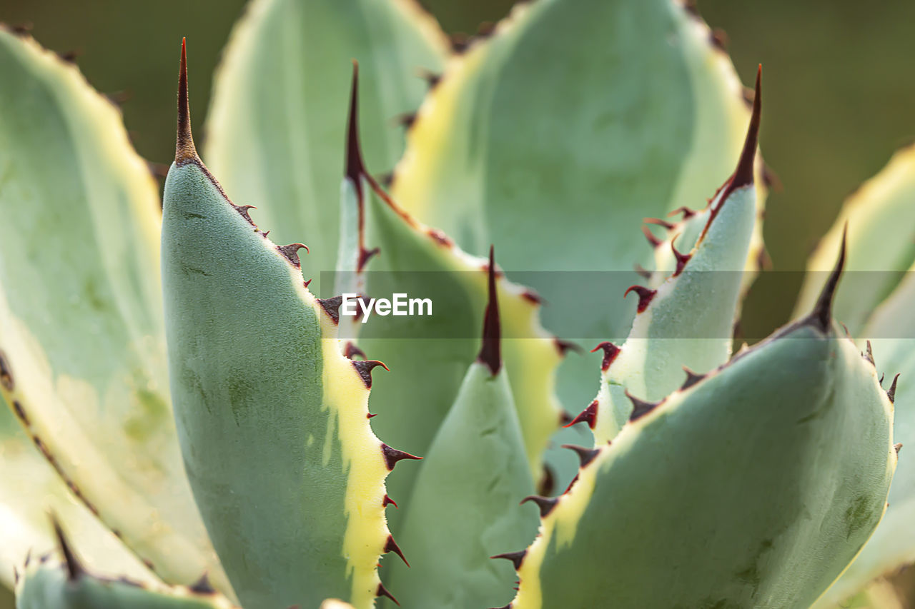 CLOSE-UP OF CACTUS GROWING ON PLANT
