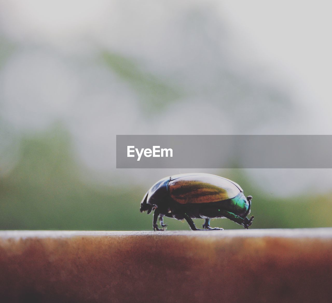 Close-up of beetle on retaining wall