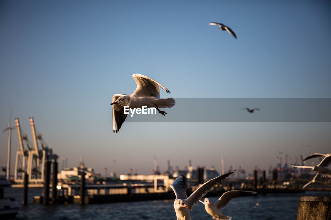 BIRDS FLYING OVER SEA AGAINST SKY