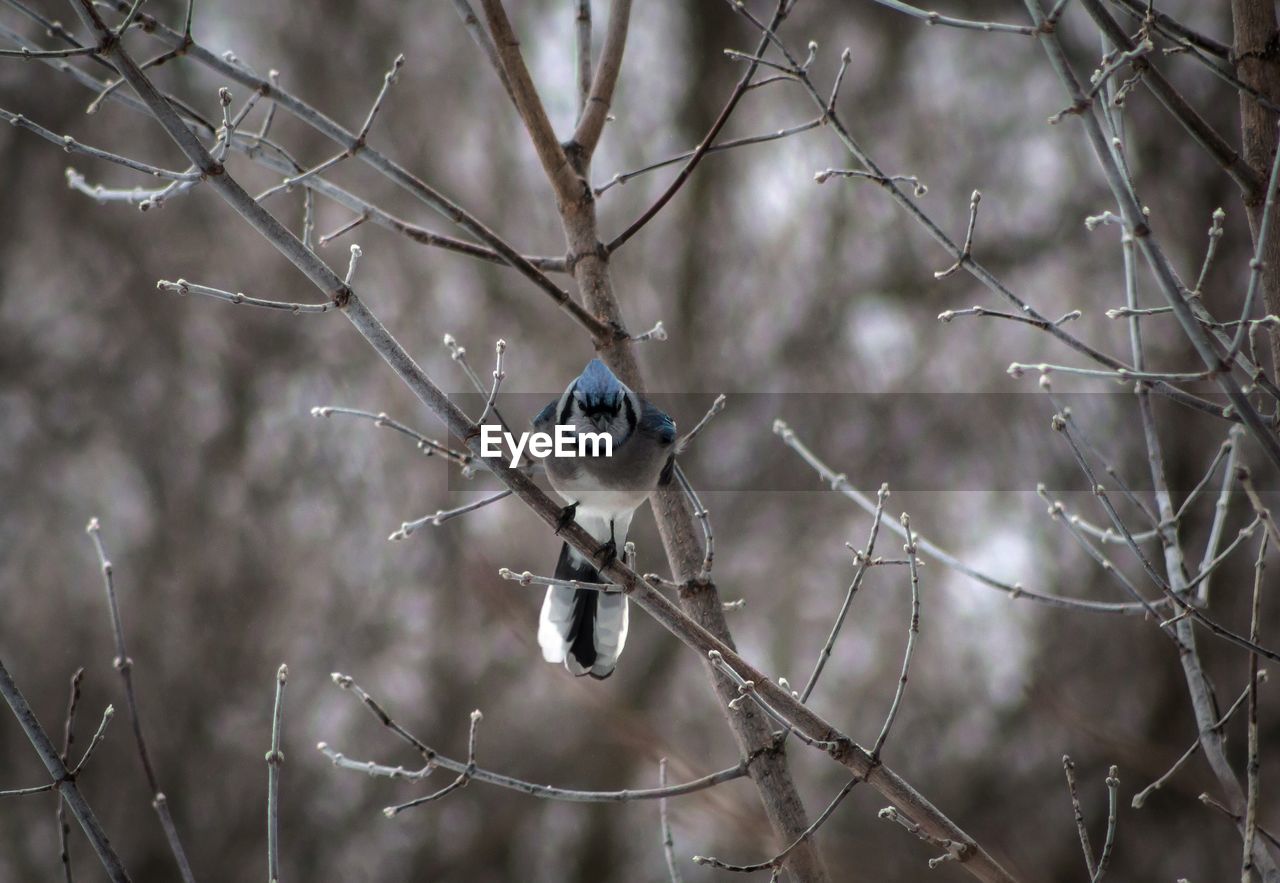 Blue jay perching on bare tree