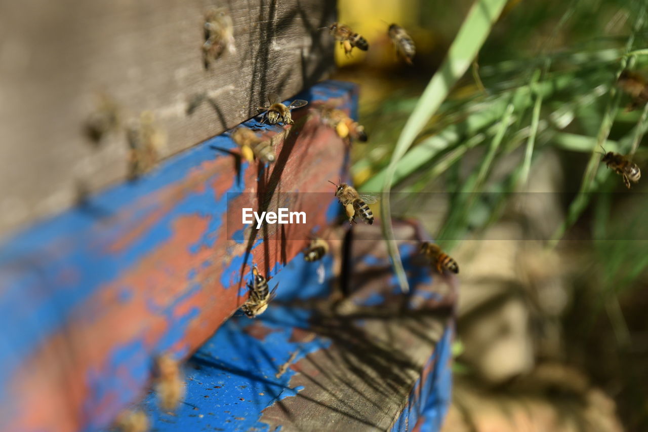 Close-up of honey bees flying over wood