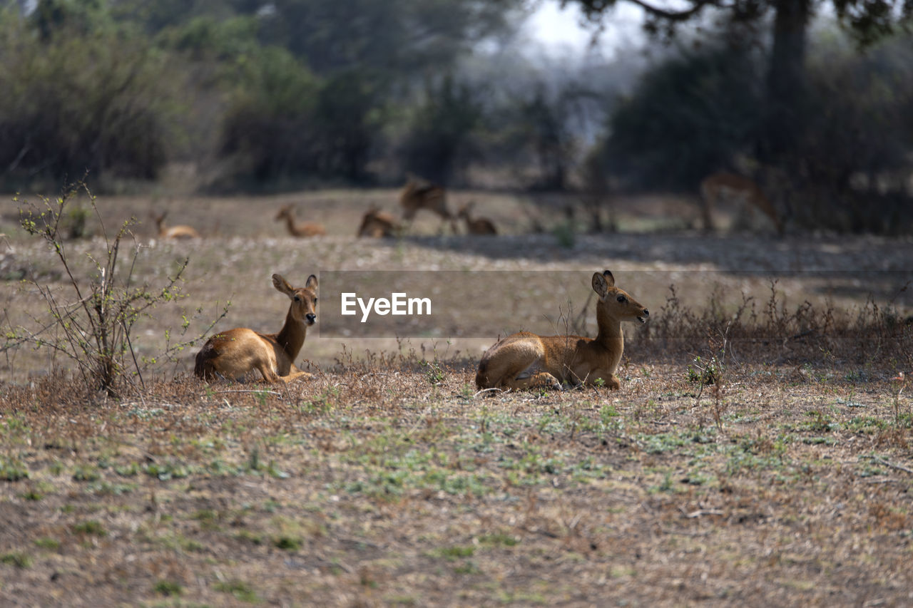 Deer on field