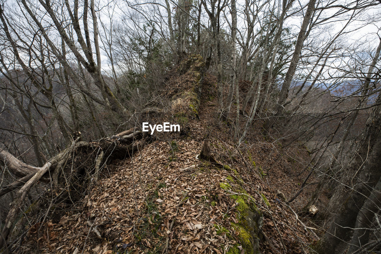 VIEW OF BARE TREES