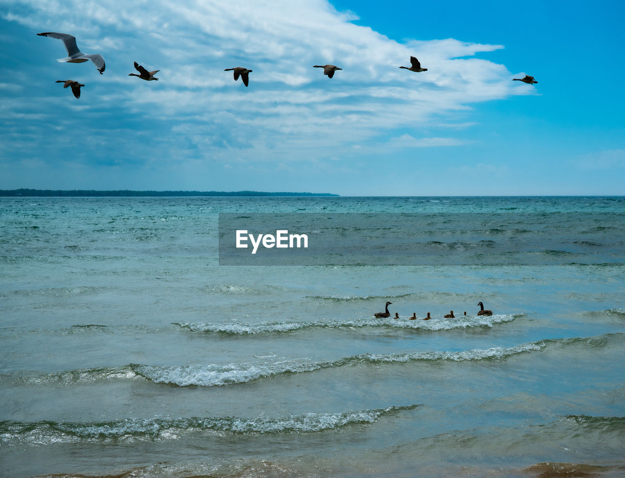 Flock of birds flying over lake